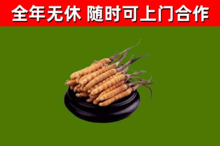 静海回收散虫草